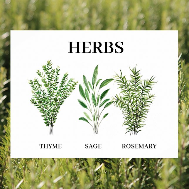 Rosemary Thyme Sage Herbs Küche Koch Poster (Von Creator hochgeladen)