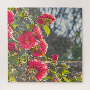Rosen 