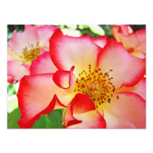 Rosen-Blumen-Fotografie Leinwanddrucke Fotodruck