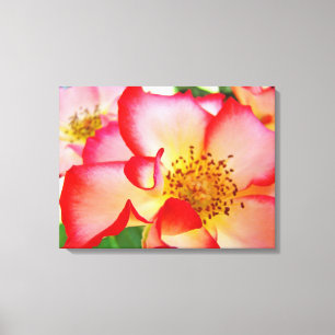 Rosen Blumen Garten Leinwand Fotodrucke