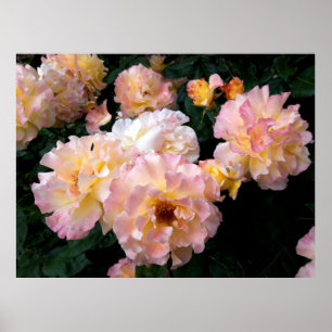 Rosen Blumen, rosa gelbe Rosen Poster