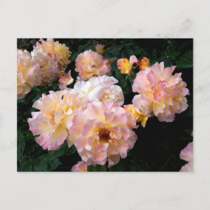 Rosen Blumen , rosa gelbe Rosen Postkarte