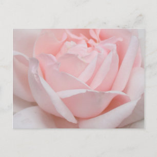Rosen-Blumenblatt-Postkarte Postkarte