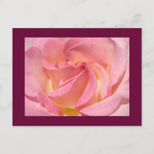 Rosen-Blumenpostkarten Natur-Gewohnheits-Rosen Postkarte