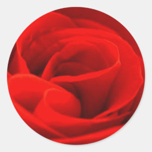 Rosen-Blüten-Aufkleber Runder Aufkleber