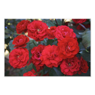 Rosen-Blüten - Blumenphotographie Fotodruck