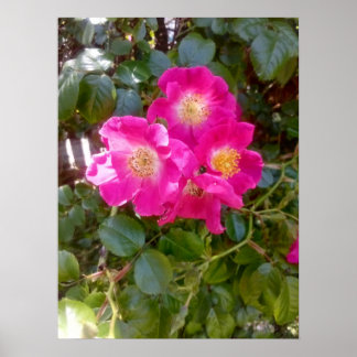 Rosen Foto Poster
