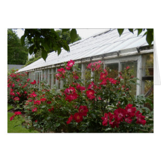 Rosen-Gewächshaus