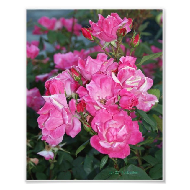 Rosen I Fotodruck (Vorne)