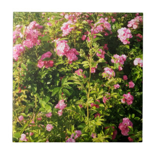 Rosen in Blüte Fliese