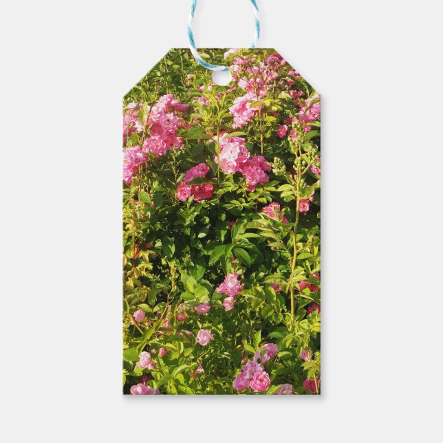 Rosen in Blüte Geschenkanhänger (Vorderseite)