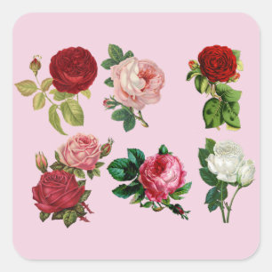 Rosen in Hülle und Fülle Aufkleber
