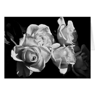 Rosen in Schwarz und Weiß