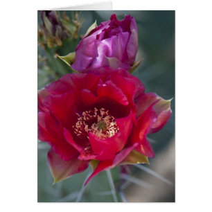 Rosen-Kaktus-Blüte