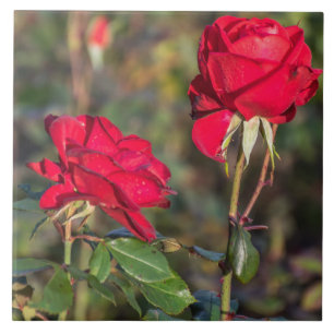 Rosen-Keramikfliese Fliese