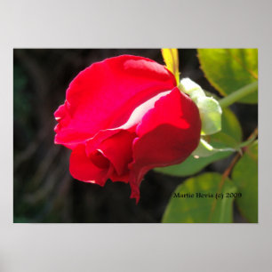 Rosen-Knospen-Druck - wählen Sie Ihren Rahmen vor Poster