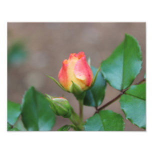 Rosen-Knospen-Foto-Druck Fotodruck