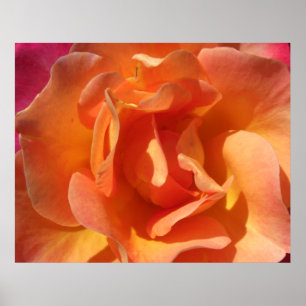 Rosen-nahes hohes poster