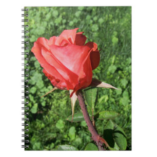 Rosen-Notizbuch Notizblock