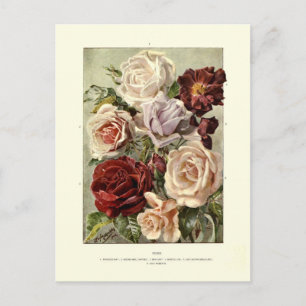 Rosen Postkarte