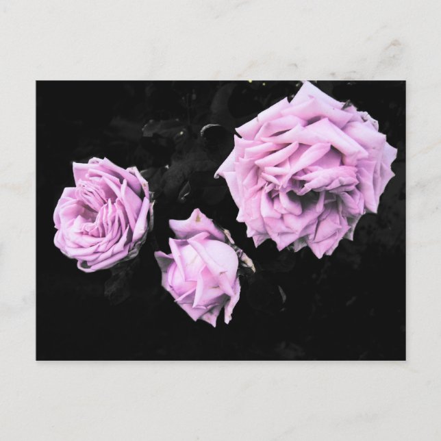 Rosen Postkarte (Vorderseite)