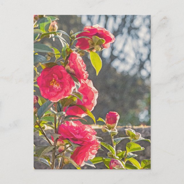 Rosen  postkarte (Vorderseite)