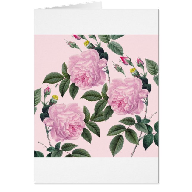 Rosen-rosa Vintager Traum (Vorne)