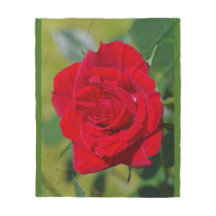 Rosen-Schönheit