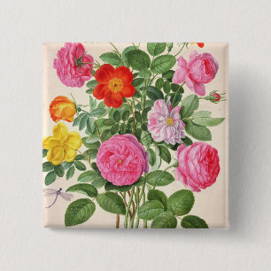 Rosen, überziehen 4 vom NassauFlorilegium (w/c an Button