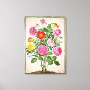 Rosen, überziehen 4 vom NassauFlorilegium (w/c an Leinwanddruck