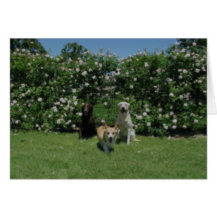Rosen und Welpen
