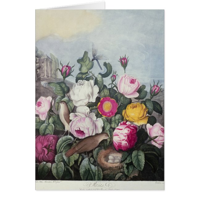 Rosen, 'vom Tempel von Flora (Vorne)