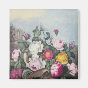 Rosen, 'vom Tempel von Flora Magnet