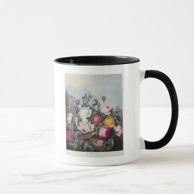 Rosen, 'vom Tempel von Flora Tasse (Rechts)