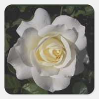 Rosenaufkleber