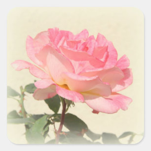 Rosenaufkleber Quadratischer Aufkleber