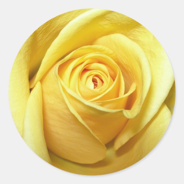 Rosenaufkleber Runder Aufkleber (Vorderseite)