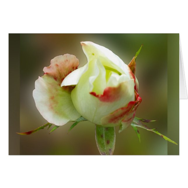 Rosenbläschen (Vorderseite (Horizontal))