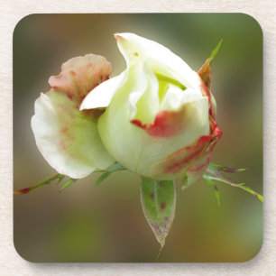 Rosenbläschen Getränkeuntersetzer