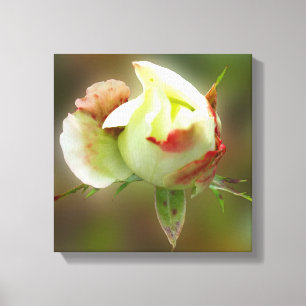 Rosenbläschen Leinwanddruck