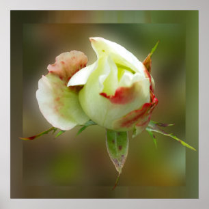 Rosenbläschen Poster