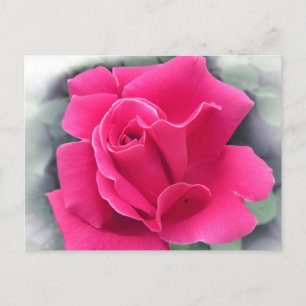 Rosenblätter Postkarte