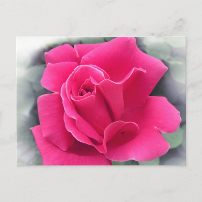 Rosenblätter Postkarte (Vorderseite)