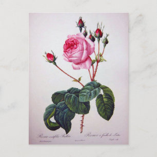 Rosenblüte, Pierre Joseph Redouté Postkarte