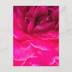 Rosenblüte Postkarte