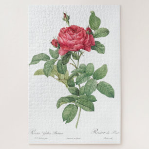 Rosenblüten-Blume Vintage alte Illustration