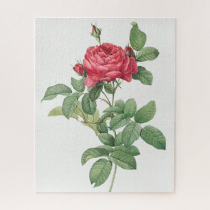 Rosenblüten-Blume Vintage alte Illustration