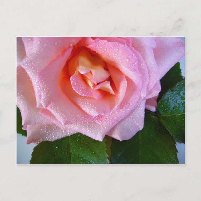 Rosenblüten Weinberge Liebe Frieden Wassertropfen Postkarte (Vorderseite)