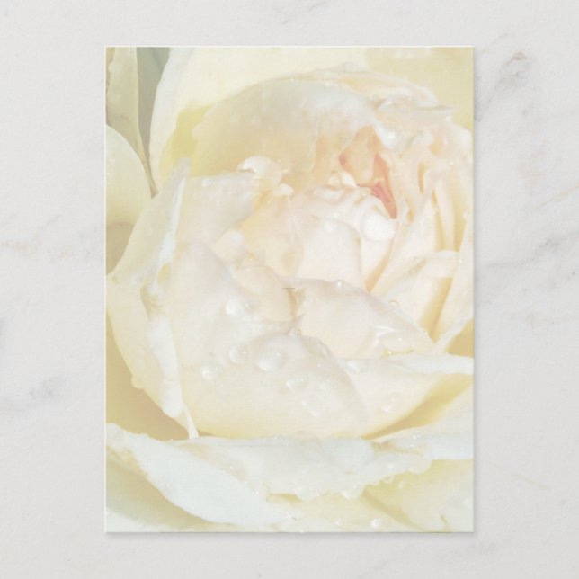 Rosenblütenpo auf Champagner Blush White Rose Postkarte (Vorderseite)