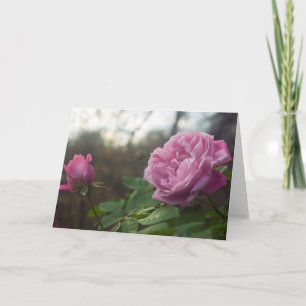 Rosenfoto-Standard-Grußkarte, 5" x 7" gefaltet Karte